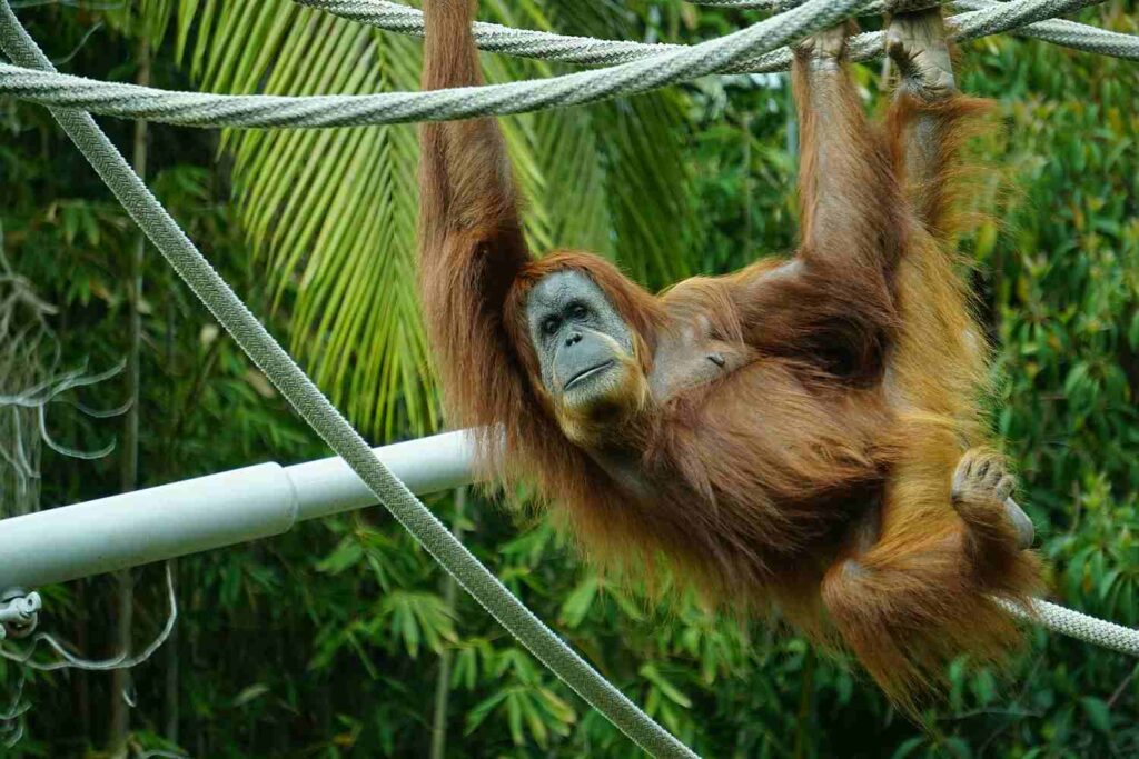 Zoo Berlin lebenslang freier Eintritt als Sachdividende